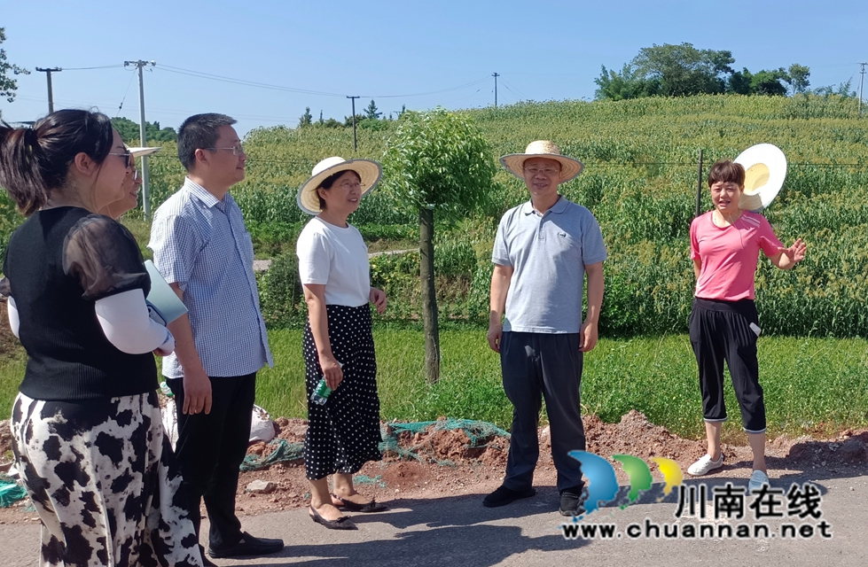 泸县民革和九三学社调研泸永万亩高粱基地