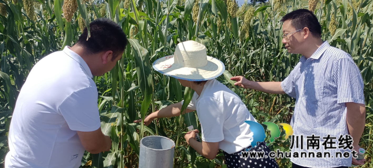 泸县民革和九三学社调研泸泸永万亩高粱基地1.jpg