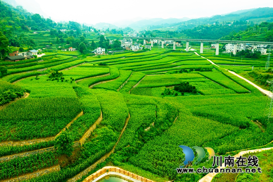 杨坪村高粱基地.jpg