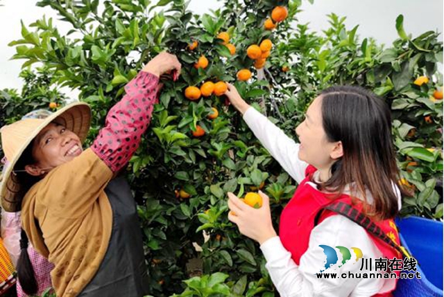 泸县海潮镇：甜蜜砂糖橘，乡村振兴致富果