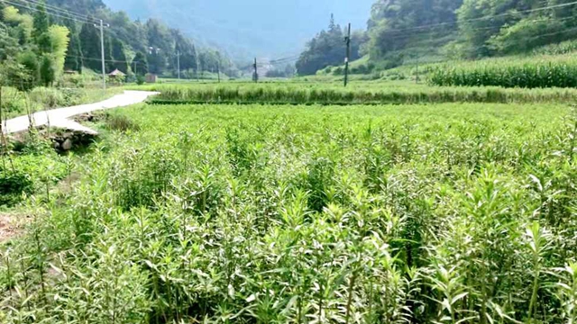 泸州地标产品 | 藏踪匿影，乌蒙滋养“神仙草”