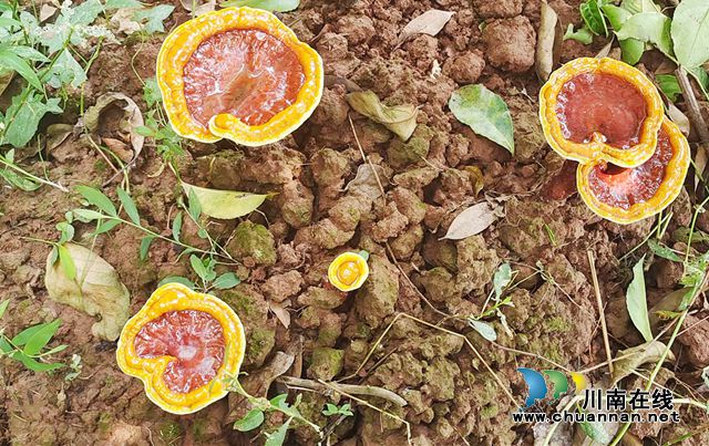 江阳区方山镇：试种仿野生灵芝获得成功
