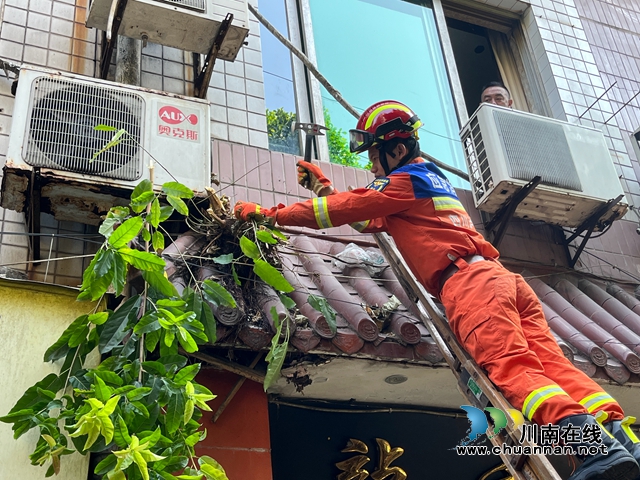 龙马潭区小市街道上大街社区：排危砍树安民心