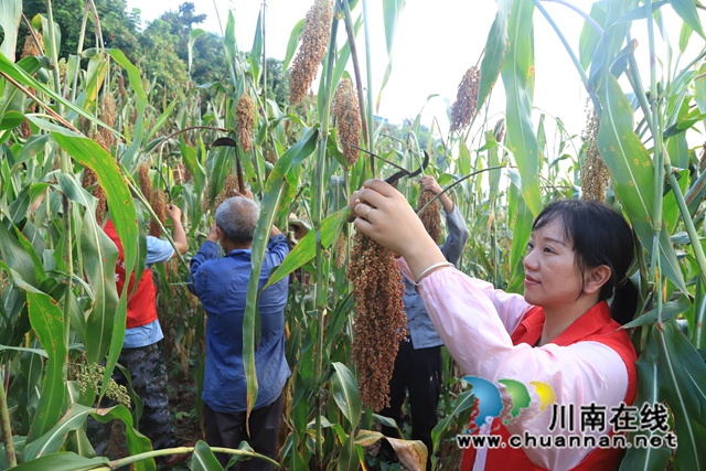 泸县：田畴尽染蜀黍香，地头田间乡贤忙