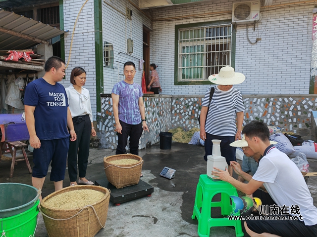 现场测产（曾佐然摄）.jpg