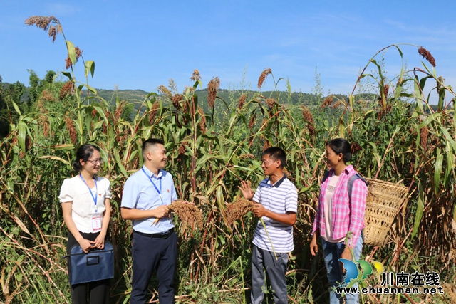 民心守护｜古蔺县石屏镇纪委：“三盯三保”贴身监督 助力高粱产业提质增效