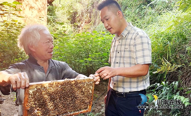 纳溪白节镇：“第一书记”卖蜂蜜，六旬脱贫户土蜂蜜成“香饽饽”