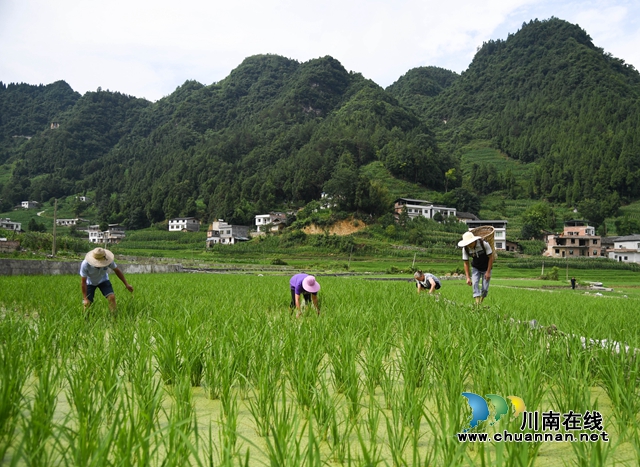 8、观文镇民乐村2社的农民在鱼稻共生种植基地进行田间管理。.jpg