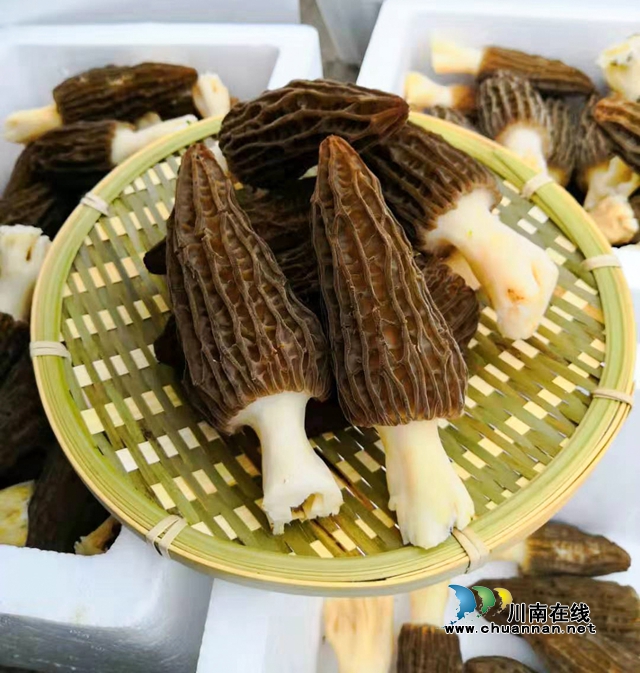 12、观文食用菌.jpg
