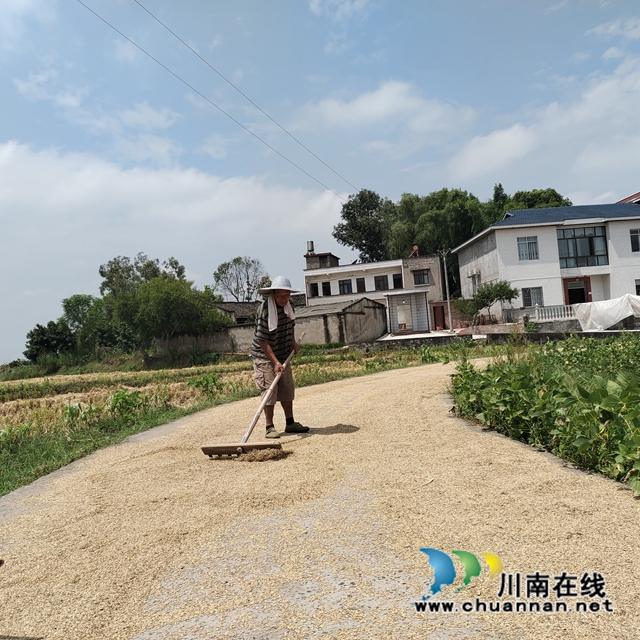 泸县兆雅镇：漫山遍野尽金黄，乡贤田里收获忙