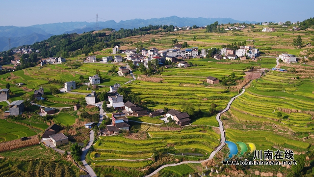 古蔺：试点成功！高山鱼稻共生“钱”景好
