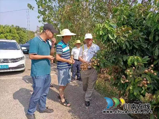 专家调研龙眼旱情1.jpg