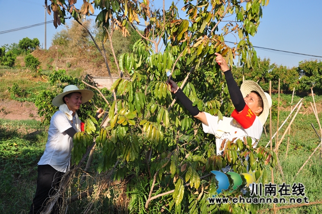 为龙眼树除去枯枝（余翔摄）.jpg
