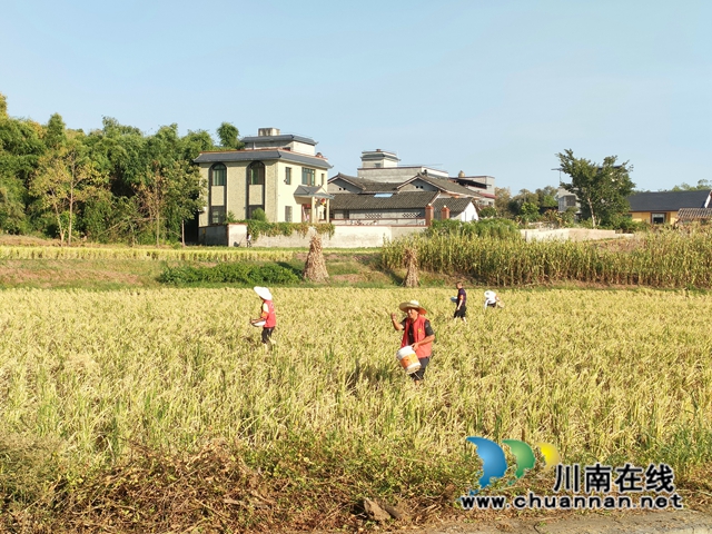 施再生稻肥（许开群摄）.jpg