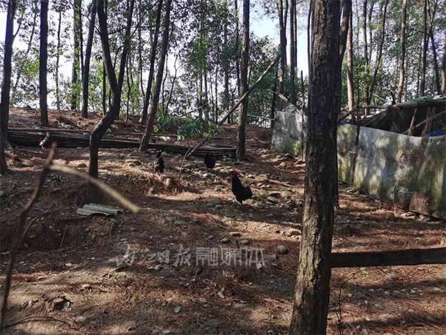 喝喝喝！不让鸡鸭中暑，内江这个养殖户想了个妙招