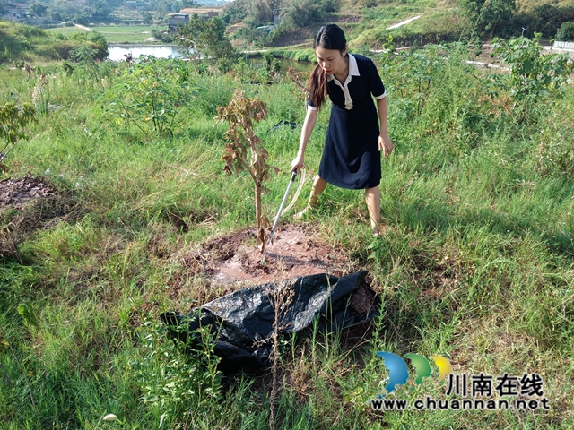 泸县云龙镇：人大代表勇担当，抗旱助农解民忧
