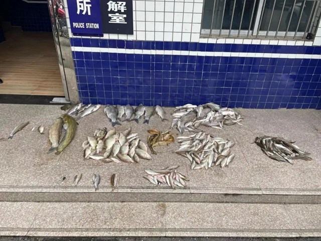 泸州男子非法捕鱼“收获”颇丰，叫上父母一起背鱼