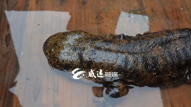 好大一只！内江这里首次发现娃娃鱼