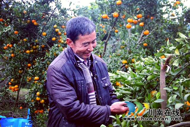 泸县石桥镇大堰村乡贤的那一抹“橘红”成为大地上最亮丽的风景线.jpg