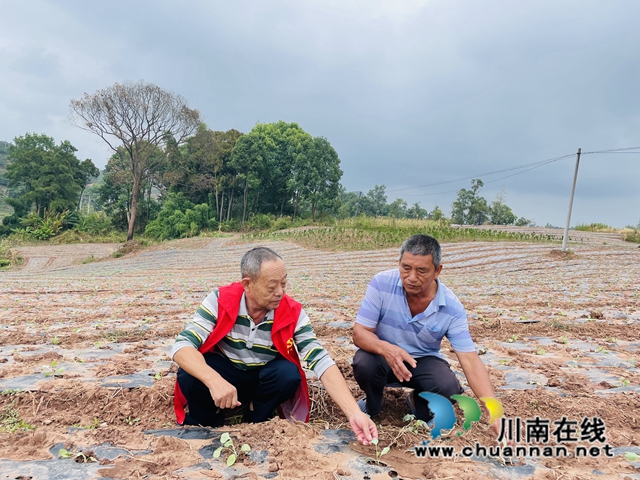 泸县立石镇：晚秋作物生产忙，多措并举助农丰