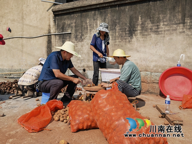 陈应平（左一）在示范切种（曾佐然摄）.jpg