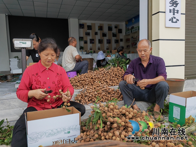 包装龙眼（曾佐然摄）.jpg