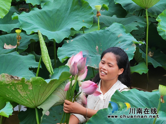 莲蓬成熟季，采摘正当时！泸县方洞镇庆丰村莲花绘就丰收景