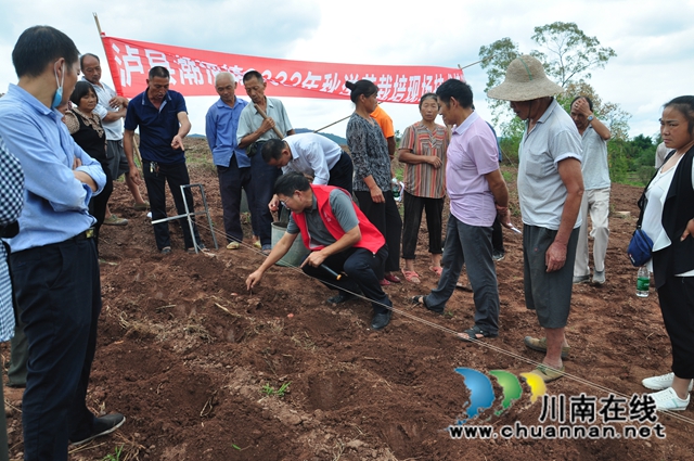 大春损失晚秋补，泸县种植秋洋芋11.5万亩