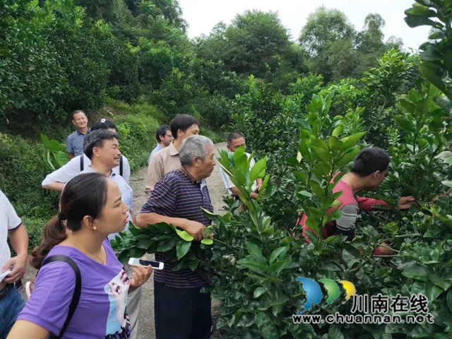 合江：职业教育有特色，乡村振兴有希望