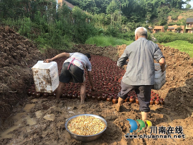合江县九支镇：“苗家种酒”走出致富路