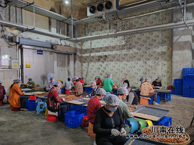 泸县:深加工让桂圆“贵”起来(图1) 挑桂圆肉(曾佐然摄).jpg