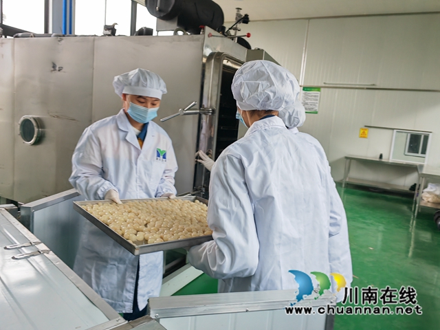 泸县:深加工让桂圆“贵”起来(图3) 进冻干箱(曾佐然摄).jpg