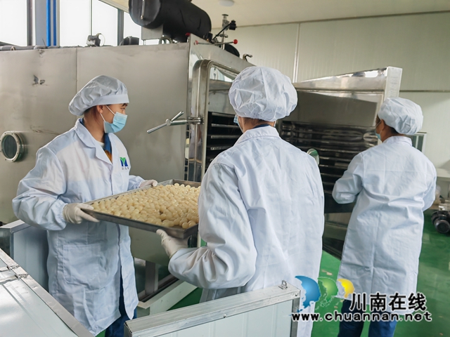 泸县:深加工让桂圆“贵”起来(图4) 进冻干箱1(曾佐然摄).jpg