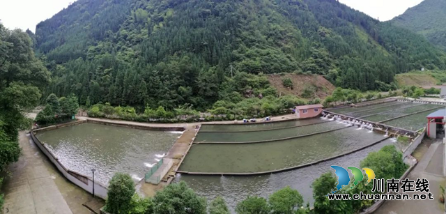 合江县石龙镇乡贤邹兵：山中养鱼，水里致富