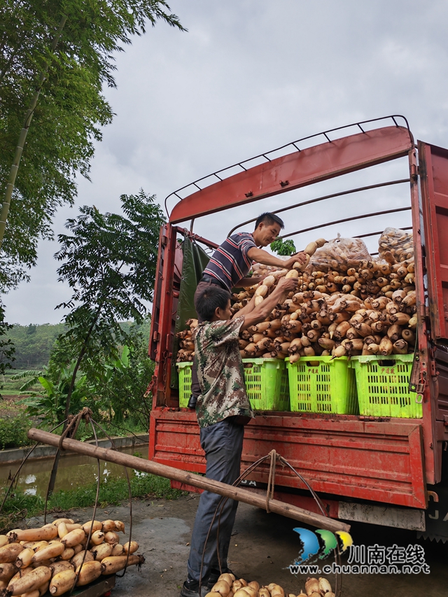 莲藕装车1（曾佐然摄）.jpg