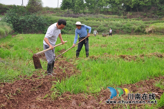 稻田里种秋洋芋（余翔摄）.jpg