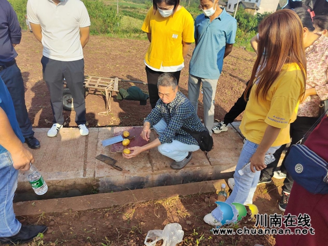 泸县云龙镇：技术培训助力抢种秋洋芋