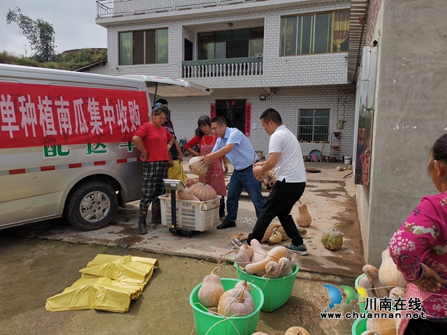 叙永县向林镇：棉竹村订单种植蜜本南瓜开收了！