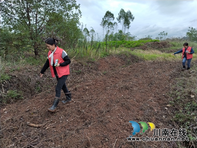 泸县云龙镇：抢抓晚秋生产，“撂荒地”变“金土地”