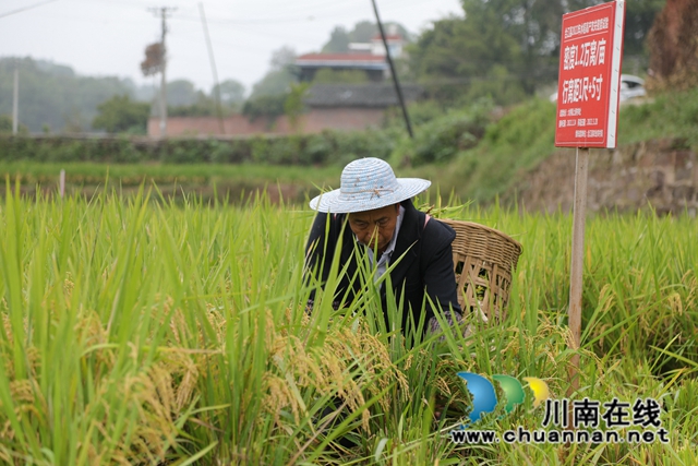 拼质效丨合江县再生稻迎测产验收，平均亩产409.5公斤