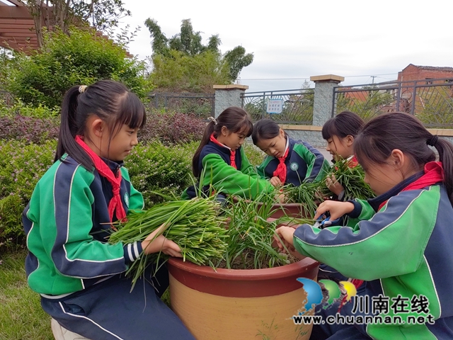 学生们采摘韮菜（施晓洁摄）.jpg