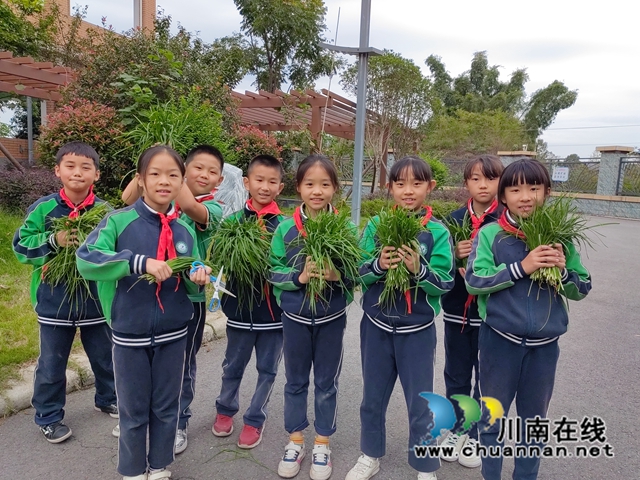 采摘韮菜（施晓结摄）.jpg