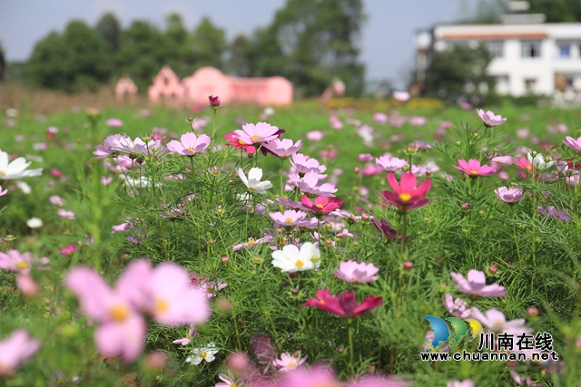 花3.jpg
