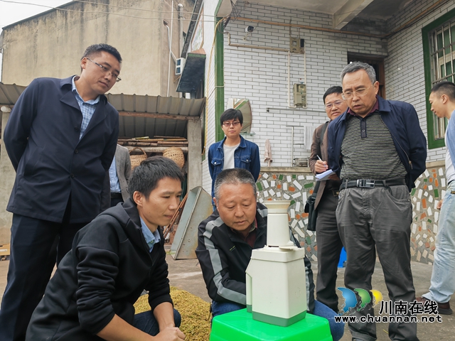 抗旱赢得丰收!泸县47万亩再生稻预计总产突破8.5万吨(图2) 再生稻测产1(曾佐然摄).jpg