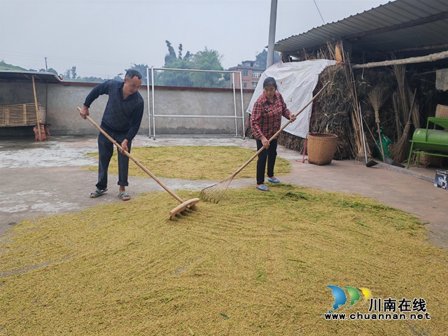 抗旱赢得丰收!泸县47万亩再生稻预计总产突破8.5万吨(图4) 晾晒再生稻谷(曾佐然摄).jpg
