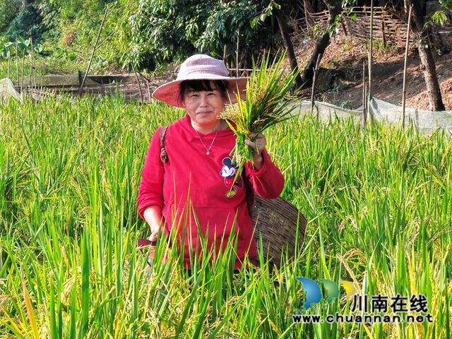 再生稻丰收，农户笑开颜5（曾佐然摄）.jpg