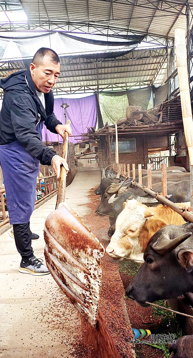 江阳区分水岭镇：酿酒养牛双兼顾，增收富民两不误
