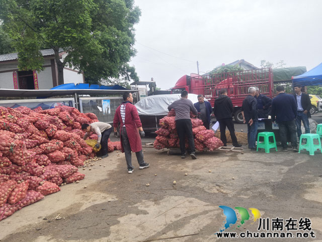 华阳街道西岸农民种植土豆热情高涨