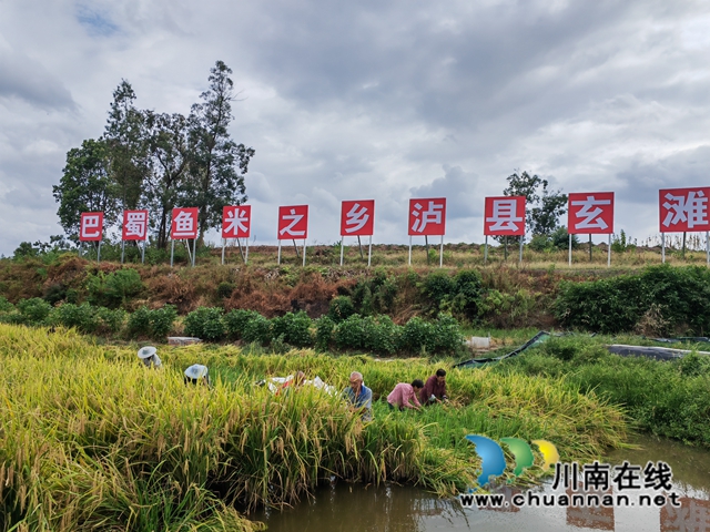 收割水稻（曾佐然摄）.JPG