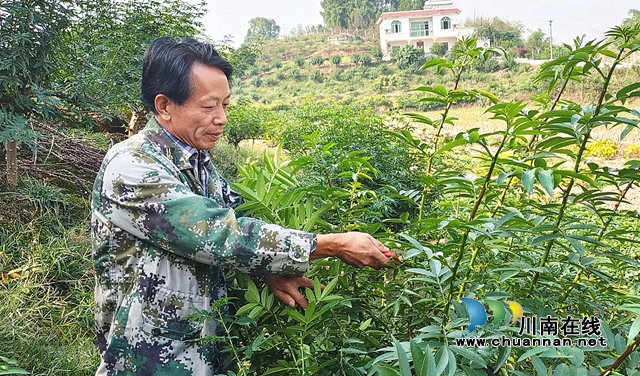 江阳区黄舣镇：干货+鲜销，返乡种花椒“种”出好“钱”景